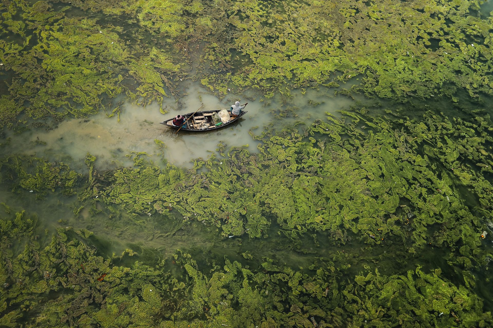 En liten robåt av tre med to menn og padleårer oppi flyter rolig gjennom gråbrunt vann som er nesten helt dekker av irrgrønne alger. 