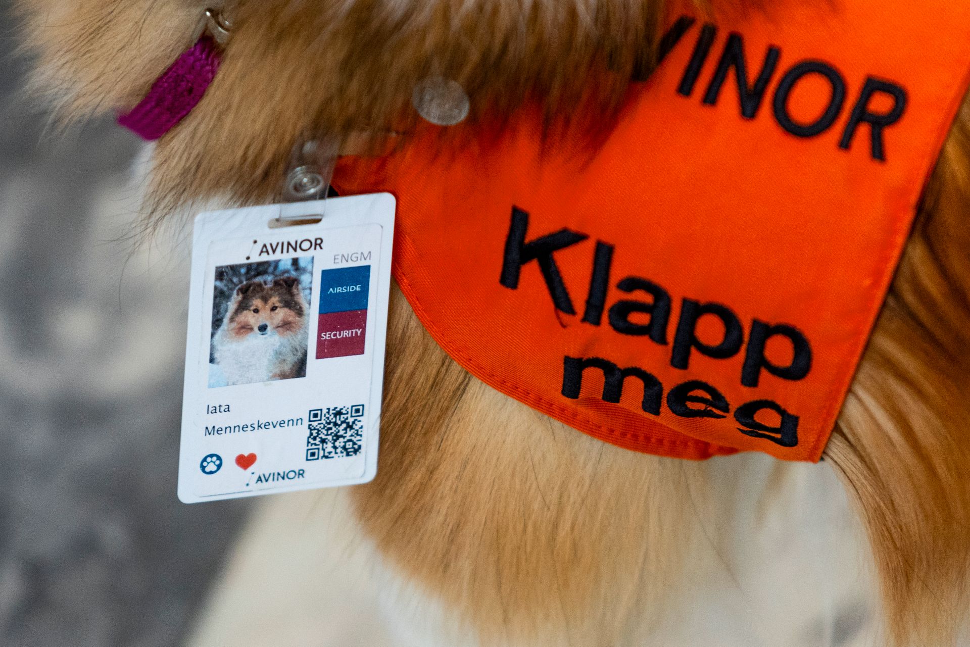 Et nærbilde av en hund med et flyplass-adgangskort med bilde hvor det står "Iata, menneskevenn"