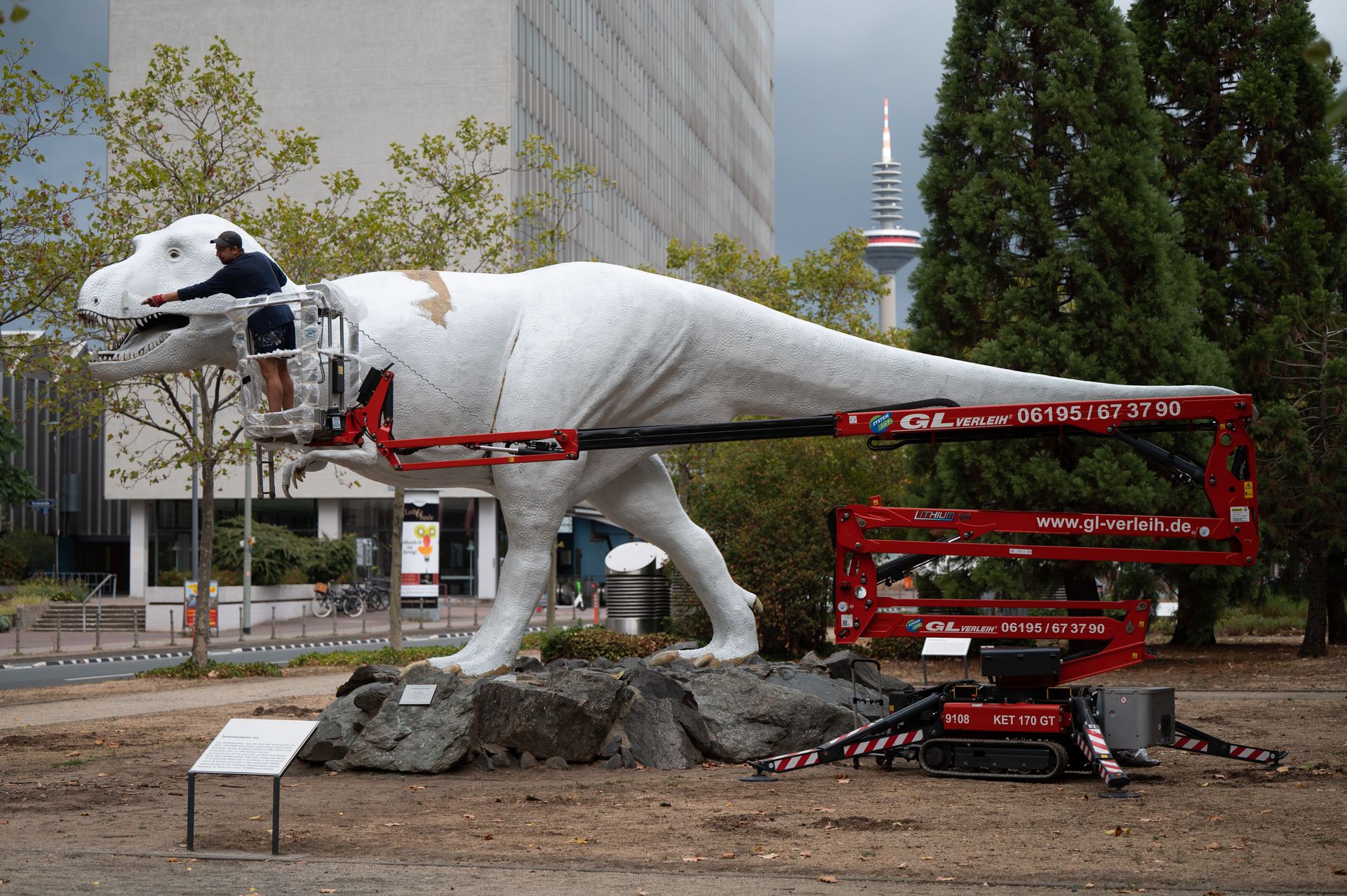 En enorm dinosaur-figur som står ute på gaten blir malt hvit av en mann som står oppe i en rød lift (en slags heisekran på hjul).