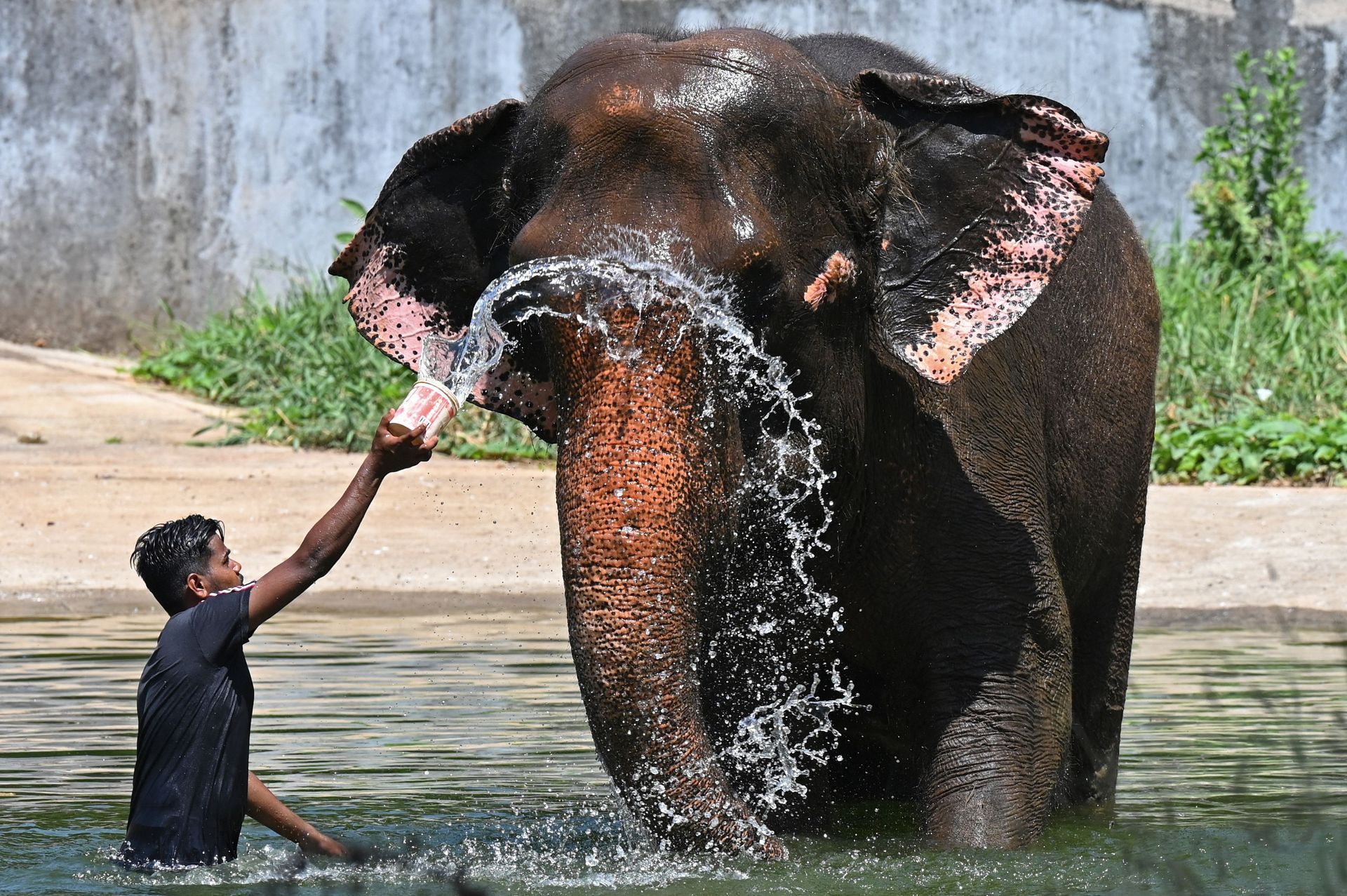En stor, grå elefant står ute i et kunstig vann og en mann i vannet spruter vann over hodet dens. 