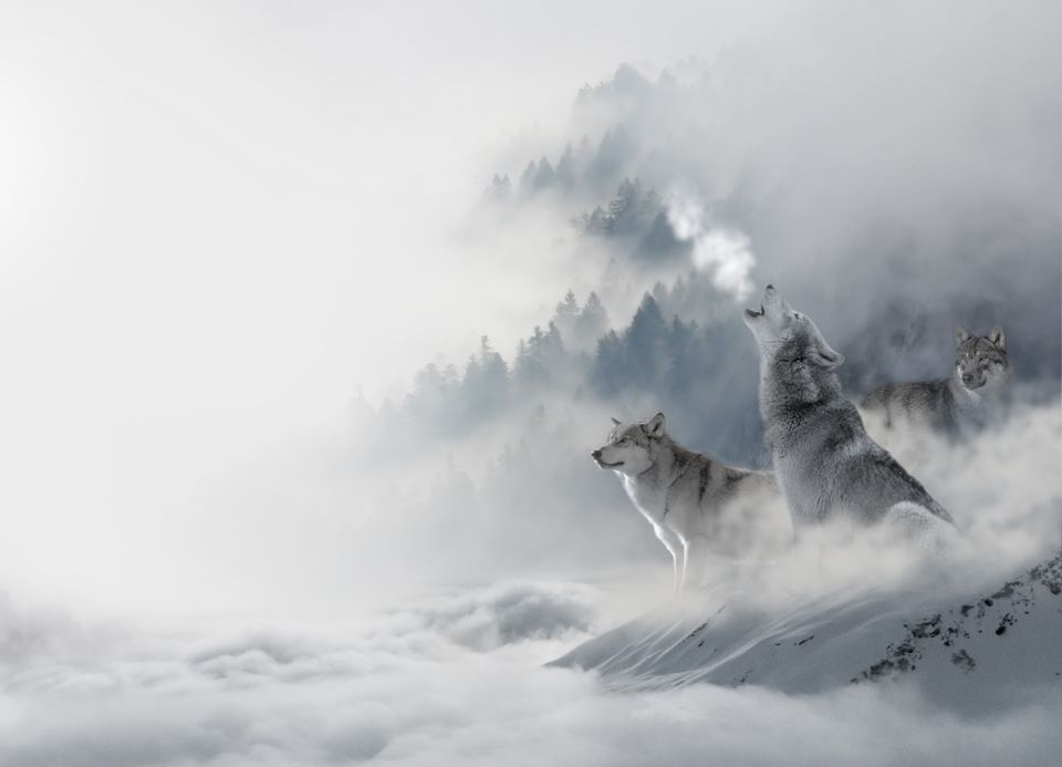 Tre ulver står i et snødekket vinterlandskap og uler, så frostrøyken stiger fra munnen.
