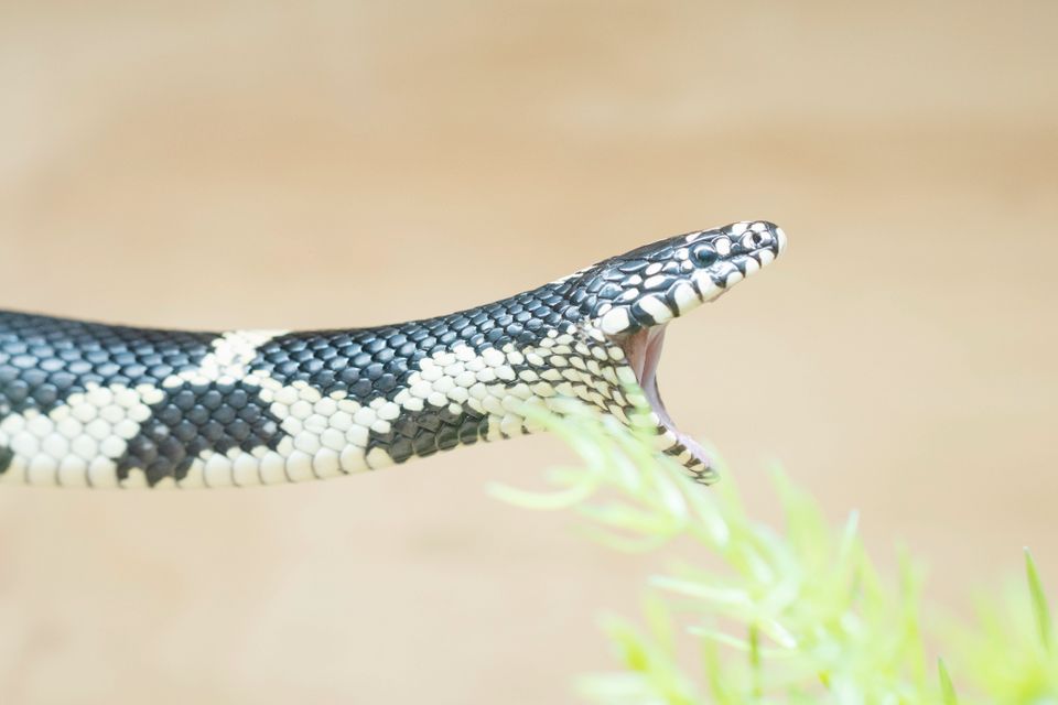 Nærbilde av en slange som gaper stort med munnen, men uten tenner.