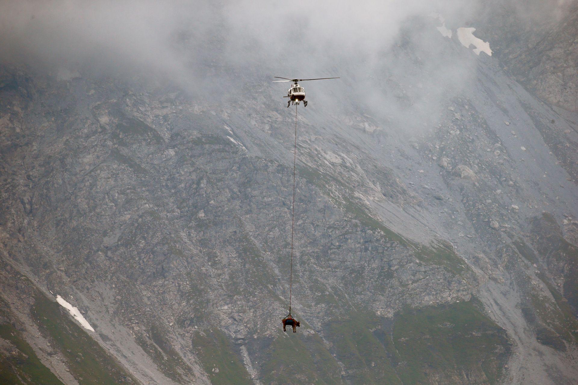 Et helikopter flyr gjennom et tåkete landskap, med en ku hengende under.