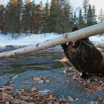 En gif av en mørkebrun gnager som dytter et tynt tre fremover ved en elv med snø rundt, men så dunker stammen beveren i hodet.