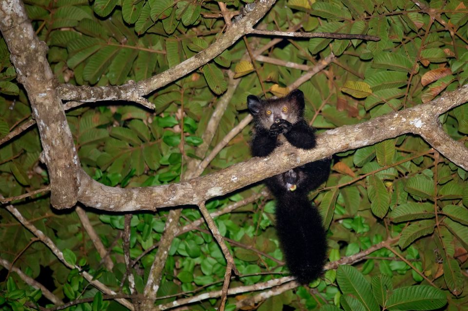 En grå-svart ape med tykk hale sitter på en grein, under et dekke av grønne blader, og lyses opp i mørket av en blitz.