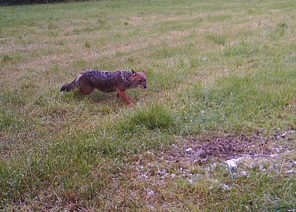 En revjeliknende dyr med brun pels går over et jorde med grønt gress.