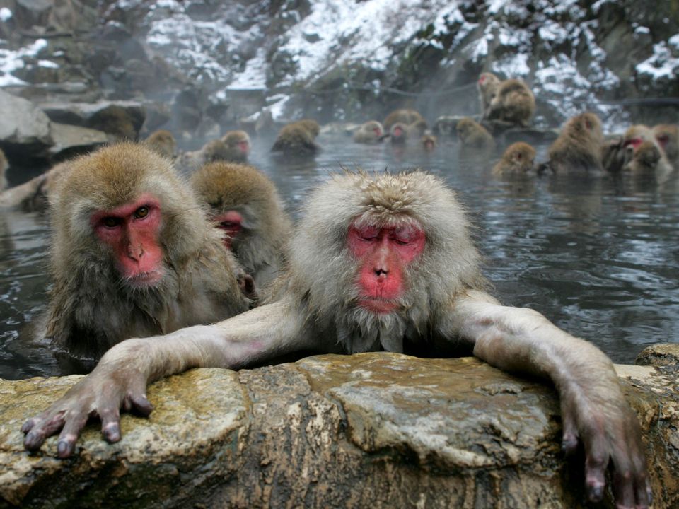 Mange små aper henger i en liten badedam.