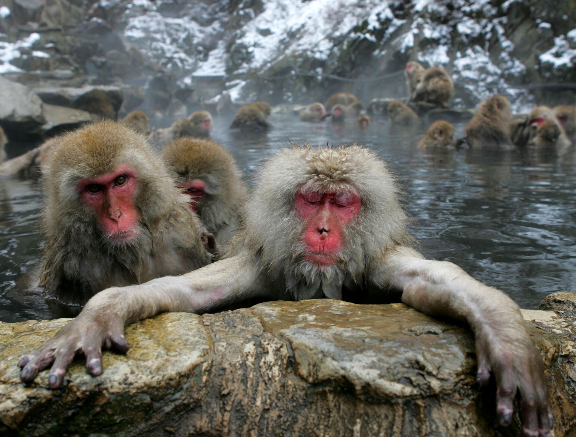 Mange små aper henger i en liten badedam.