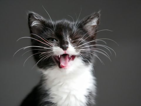 En ung katt med svart hode, hvit hals og mage og lange værhår gaper mens den blunker mot fotografen.