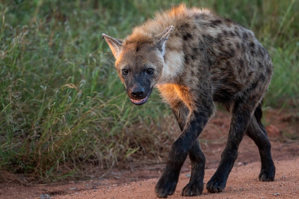 En hyene, som ser litt ut som en skummel hund med flekkete pels og tynne bein, rusler på en grusvei.