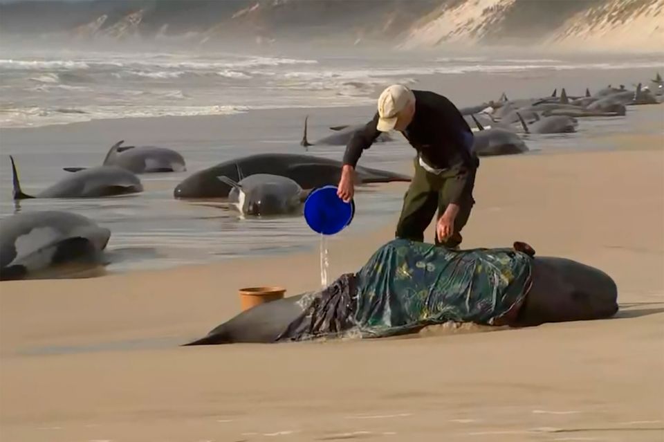 En mann med caps står over en stor hva som ligger på stranden og heller vann på den med en bøtte, mens det ligger mange hvaler langs stranden bak ham.