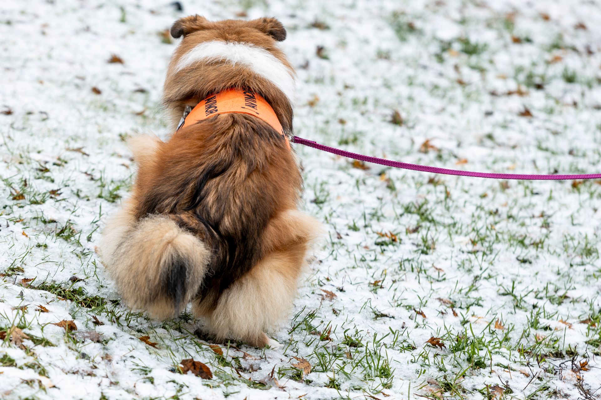 En liten hund med rød, brun og litt hvit pels sitter med ryggen til på gresset hvor det er litt snø på bakken.