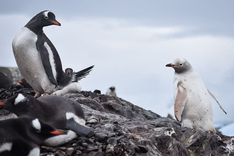 To pingviner tittet på hverandre hvor den ene er sort og hvit og den andre er bare hvit.