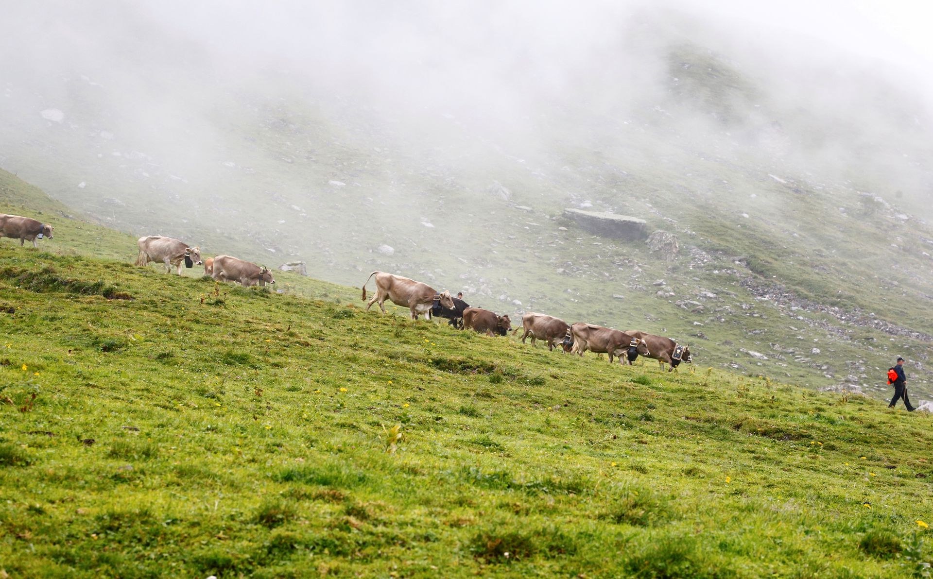 En flokk med brune kuer vandrer nedover en bratt, gresskledd fjellside.