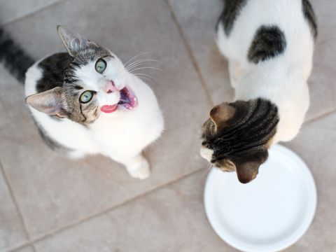 To hvite katter med går og brune flekker er fotografert ovenfra mens de drikker fra en hvit skål.