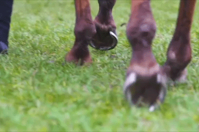 En gif viser et nærbilde av en hest som går over gress, så vi ser undersiden av hesteskoen når hovene løftes.