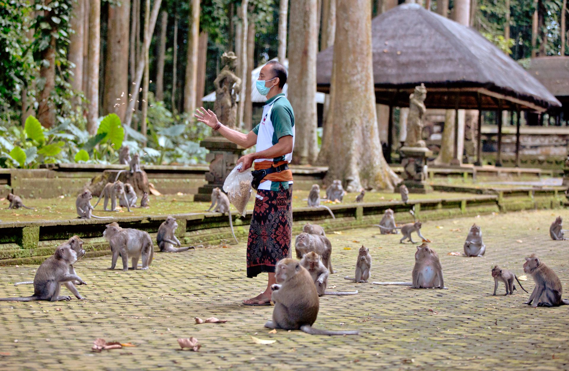 En mann med munnbind og en pose med brødbiter mater en flokk med små aper på en brosteinsgate.