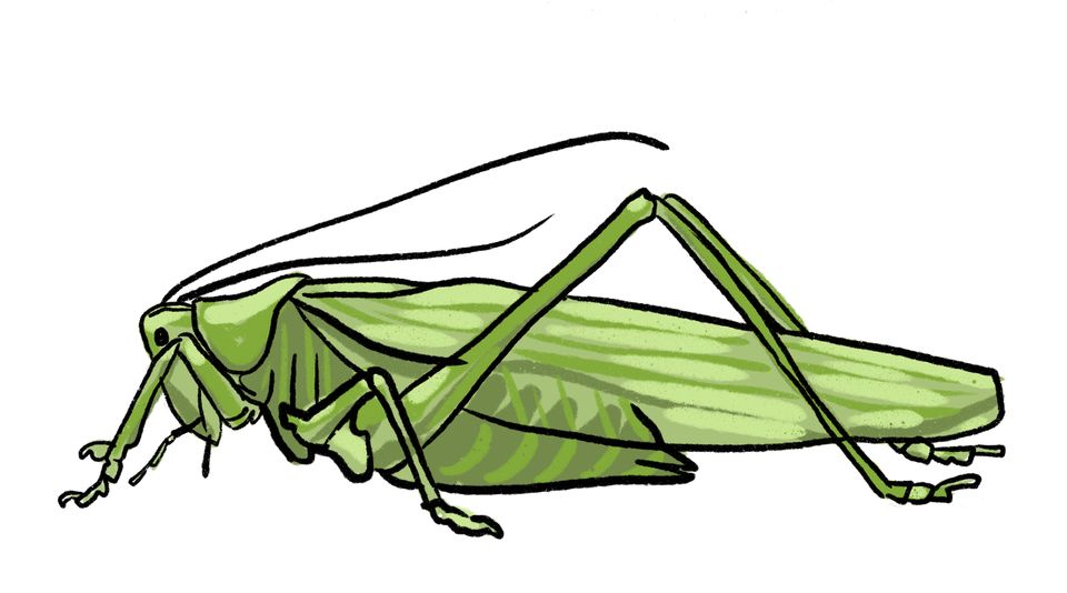 Tegning av en grønt insekt med store bakbein; en gresshoppe.