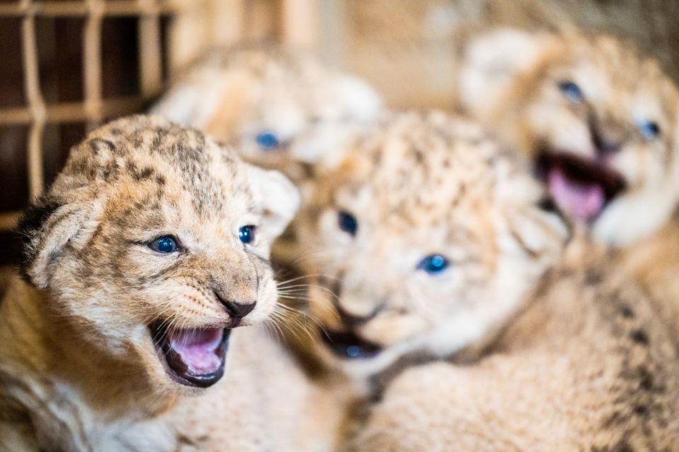 Hodene til fire løveunger som er tett sammen og ser ut som de smiler. 