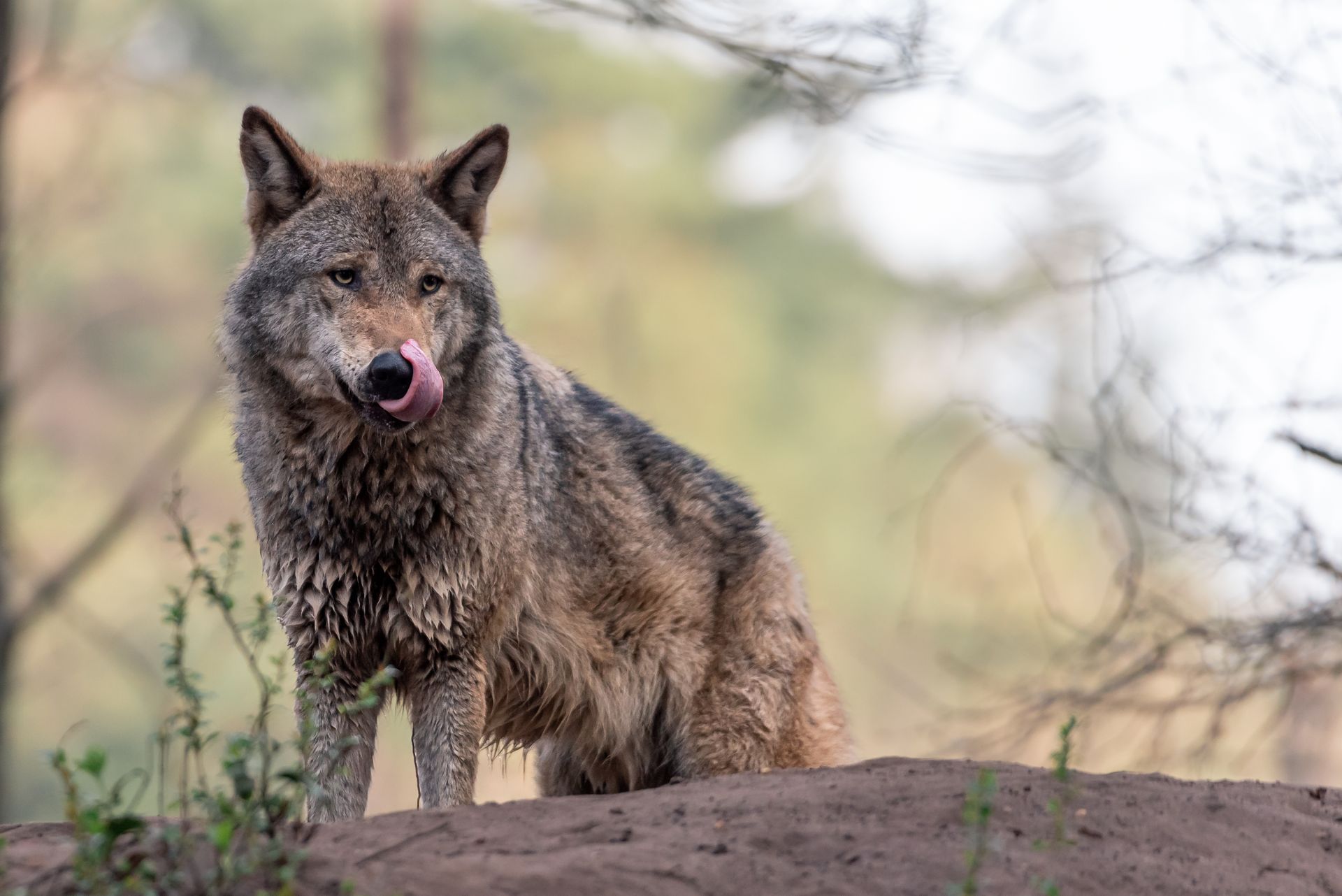 Illustrasjonsfoto av voksen ulv med grå-brun som slikker seg rundt munnen mens den står på en liten bakketopp.