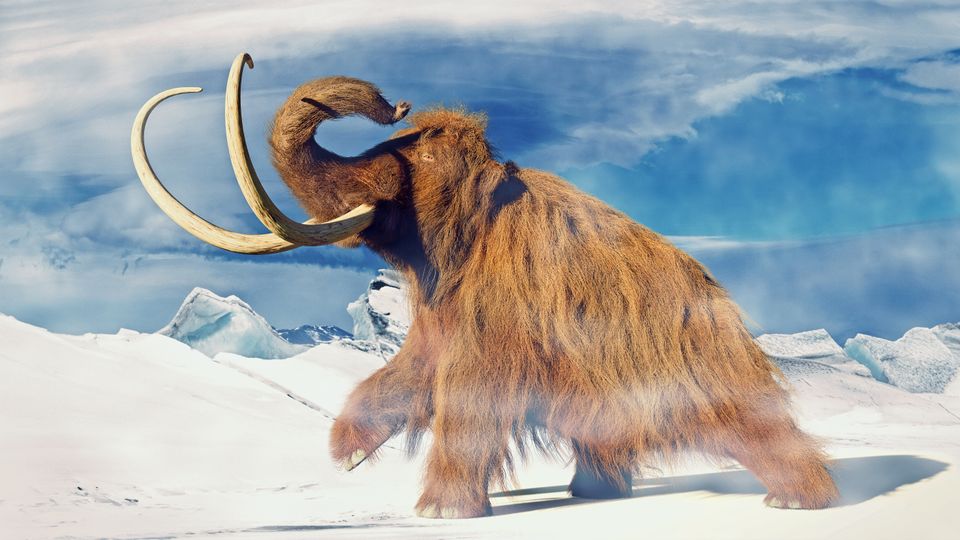 En illustrasjon av en brun, langhåret mammut med snabelen og støttennene høyt i været vandrer over en snøkledd slette på en solrik dag. 