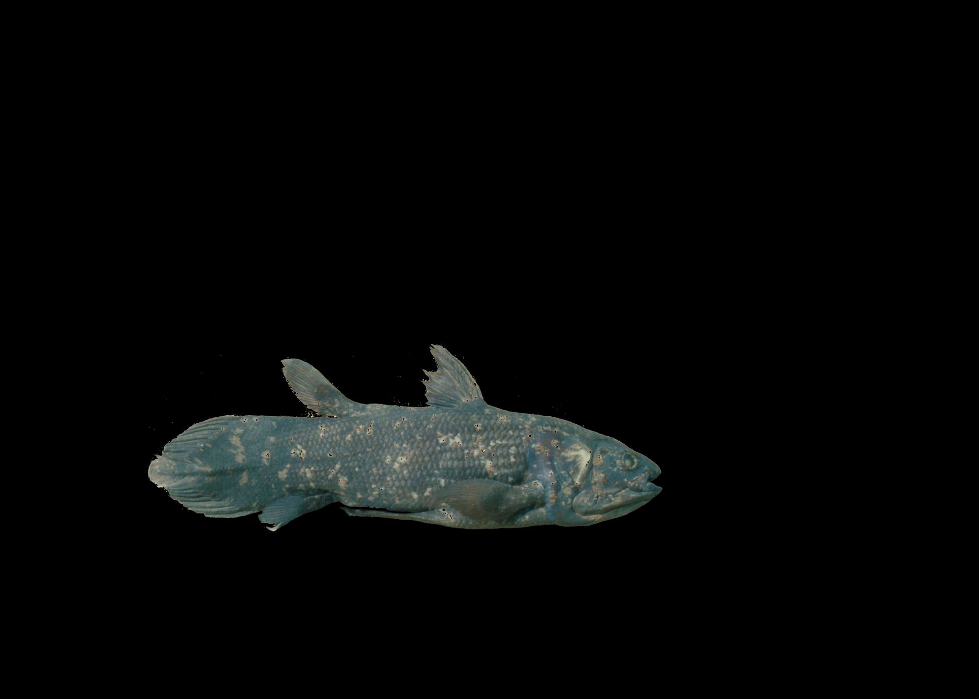 Fisken er fullvokst og blå-grå-brun i fargen, opplyst på en svart bakgrunn.
