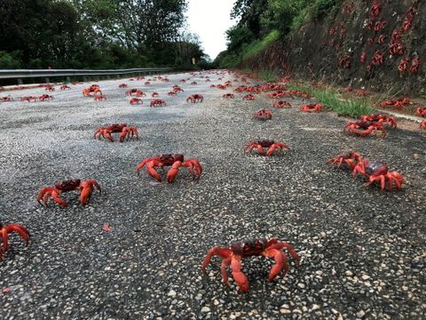 Tusenvis av røde krabber krysser en asfaltert vei og klatrer opp en skrent. 