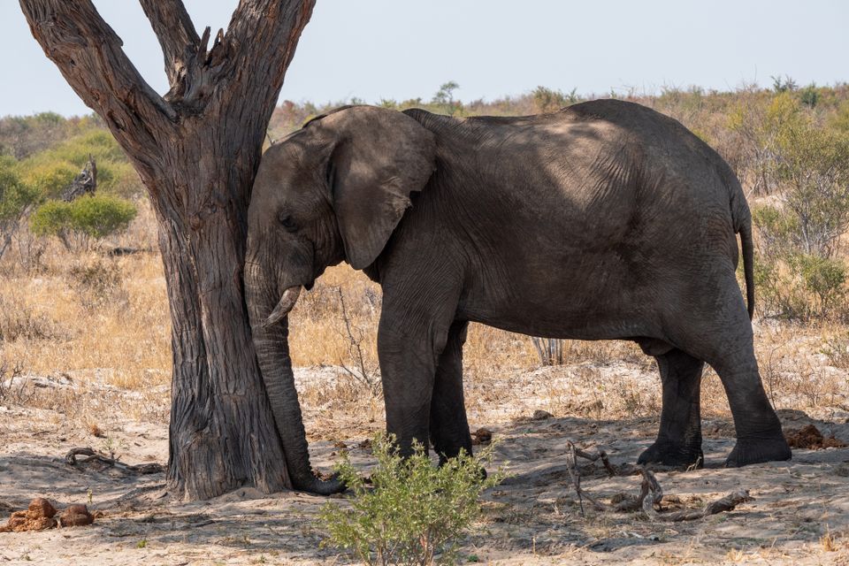 En liten elefant som står og lener hodet og snabelen mot en trestamme. 