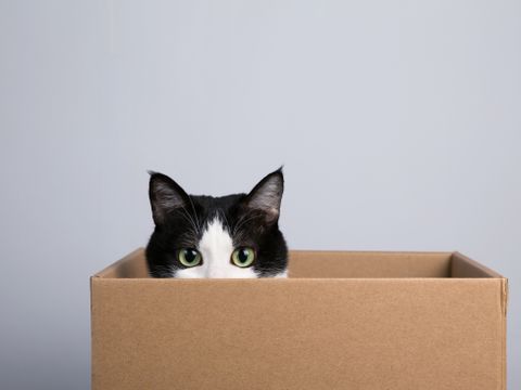 En hvit og svart katt med grønne øyne stikker hodet opp fra en grå pappeske og stirrer på fotografen.