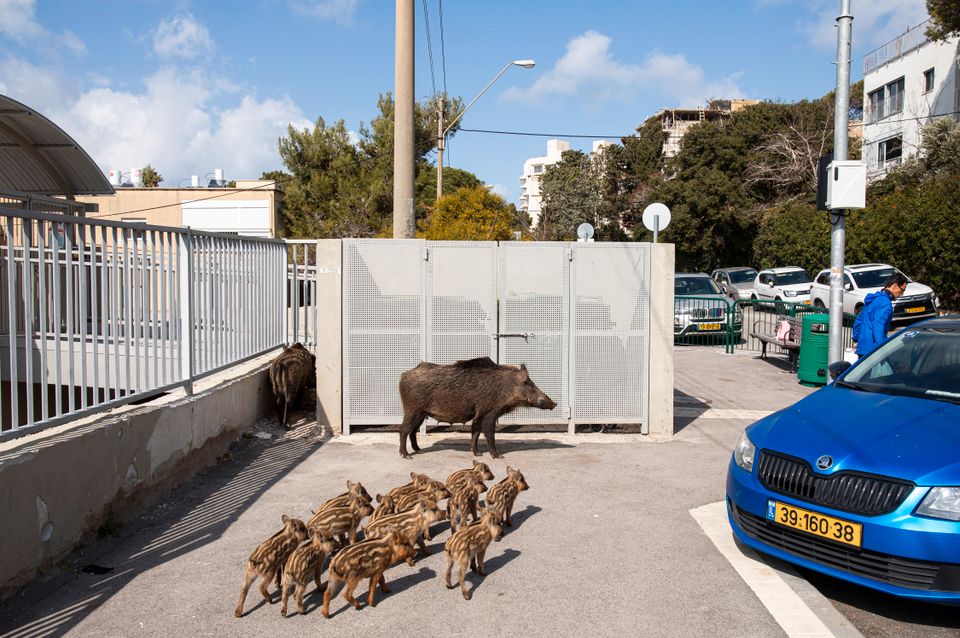 Et stort villsvin og en flokk med små villsvin går på en asfaltvei hvor det står en blå bil parkert på siden.