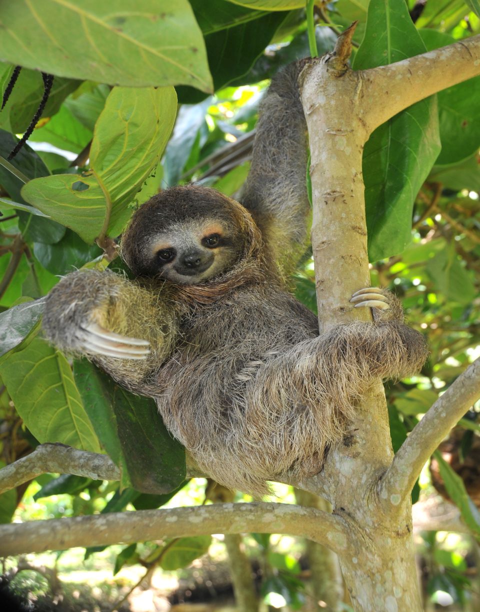 Et brunt og loddent bamselignende dyr med lange negler som klatrer i et tre