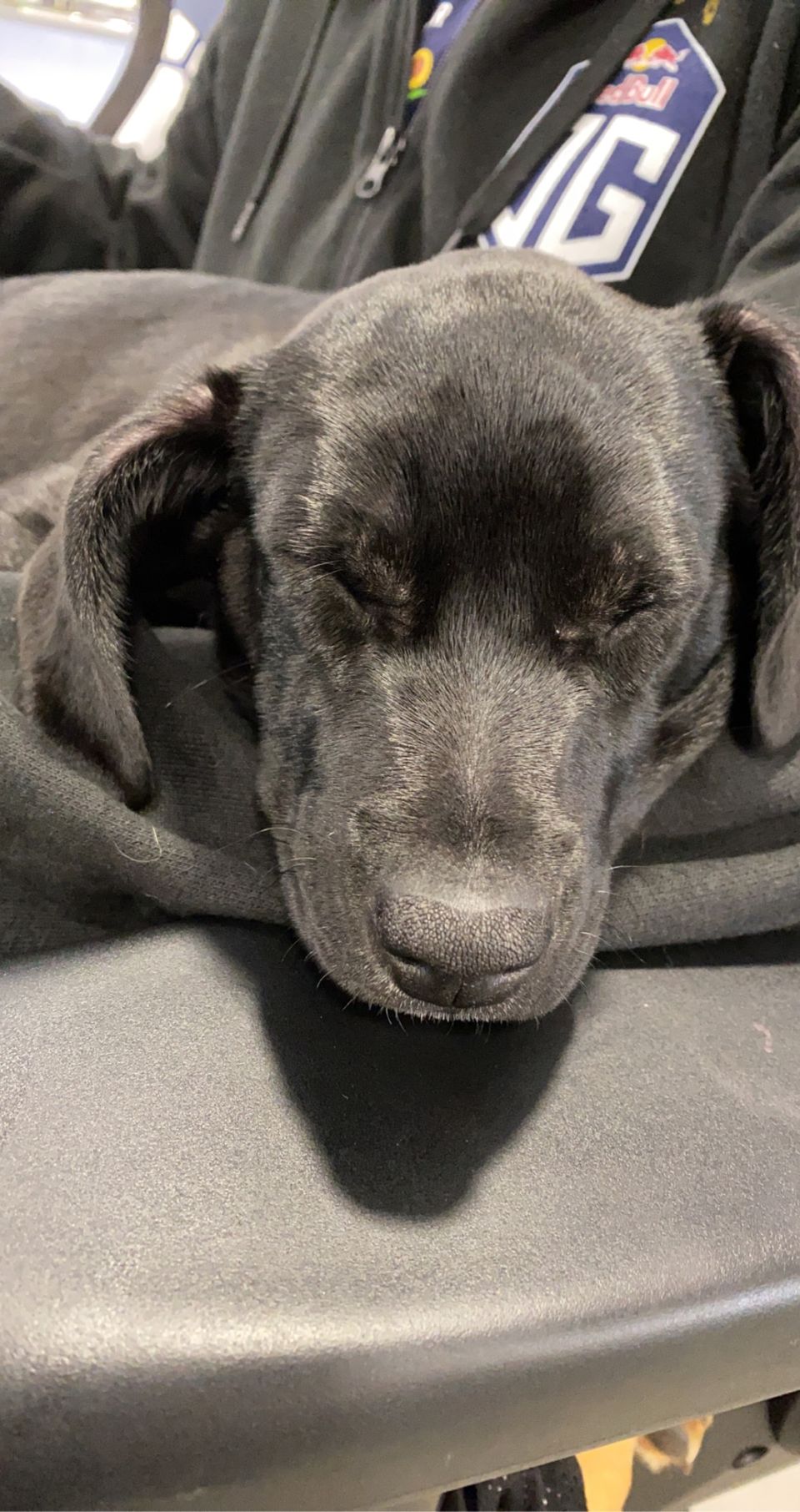 En svart hund ligger og sover.