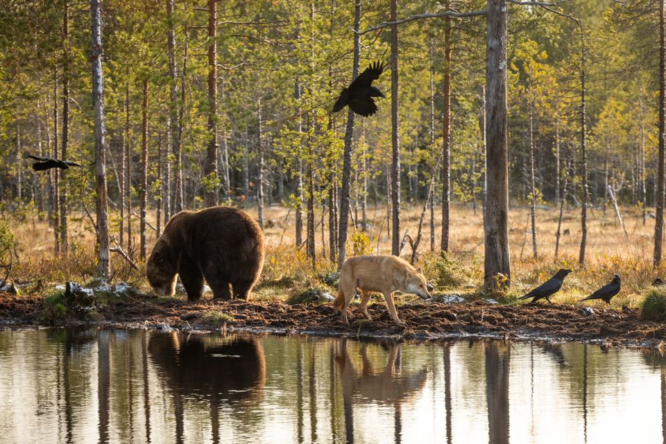 En brunbjørn og en ulv står foran et lite vann mens det flyr fugler over hodene deres. 