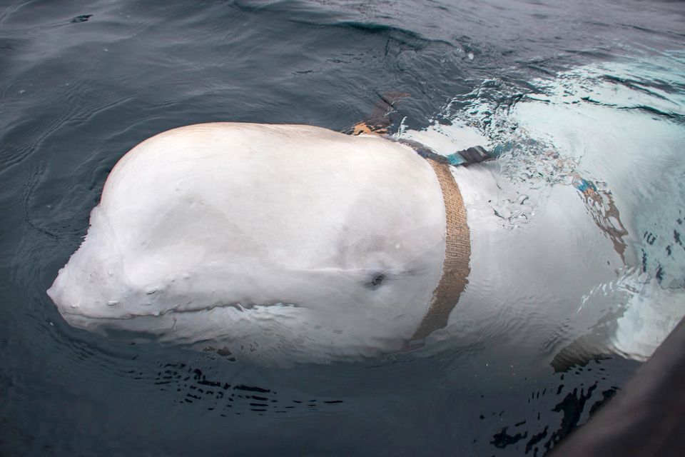 En liten, hvit hval svømmer i vannet.