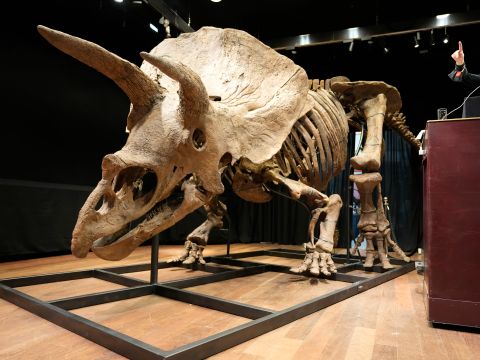 Et stort beige skjelett av en dinosaur med en slags krage rundt den øvre delen av kraniet og to store horn i pannen står inne i en mørk sal, mens en kvinne på et podium står ved siden av. 