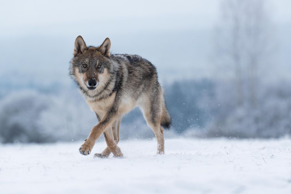 En ensom ulv traver over en hvit, snødekket bakke, men blålig natur i bakgrunnen.