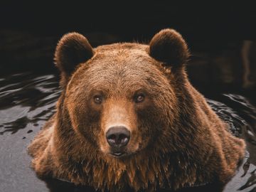 Nærbilde av en bjørn med brun pels og runde ører som står rett opp, som sitter rolig i mørkt vann og kikker på fotografen.
