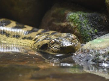 En svart og brun slange svømmer i et lite vann. 