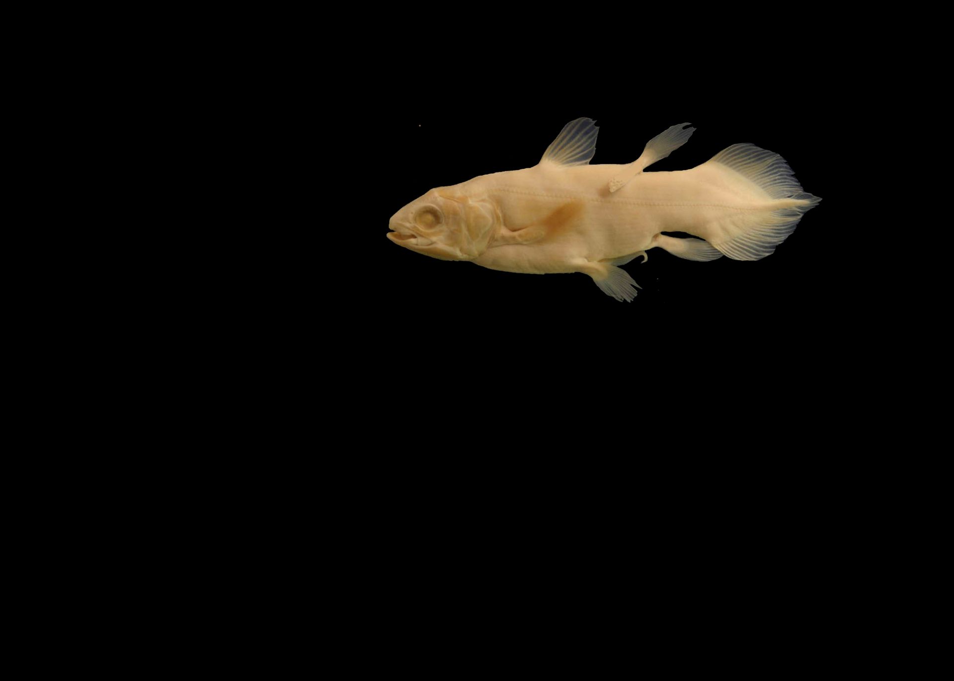 Kvastfinnefisken har lysegult skinn og nesten gjennomsiktige finner, mot en svart bakgrunn.