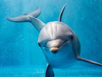 En grå delfin under turkist vann kikker rett på fotografen.