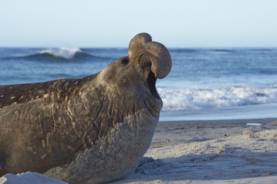 En stor gråbrun sel med en diger snabellignende nese som ligger i strandkanten og gaper opp munnen. 