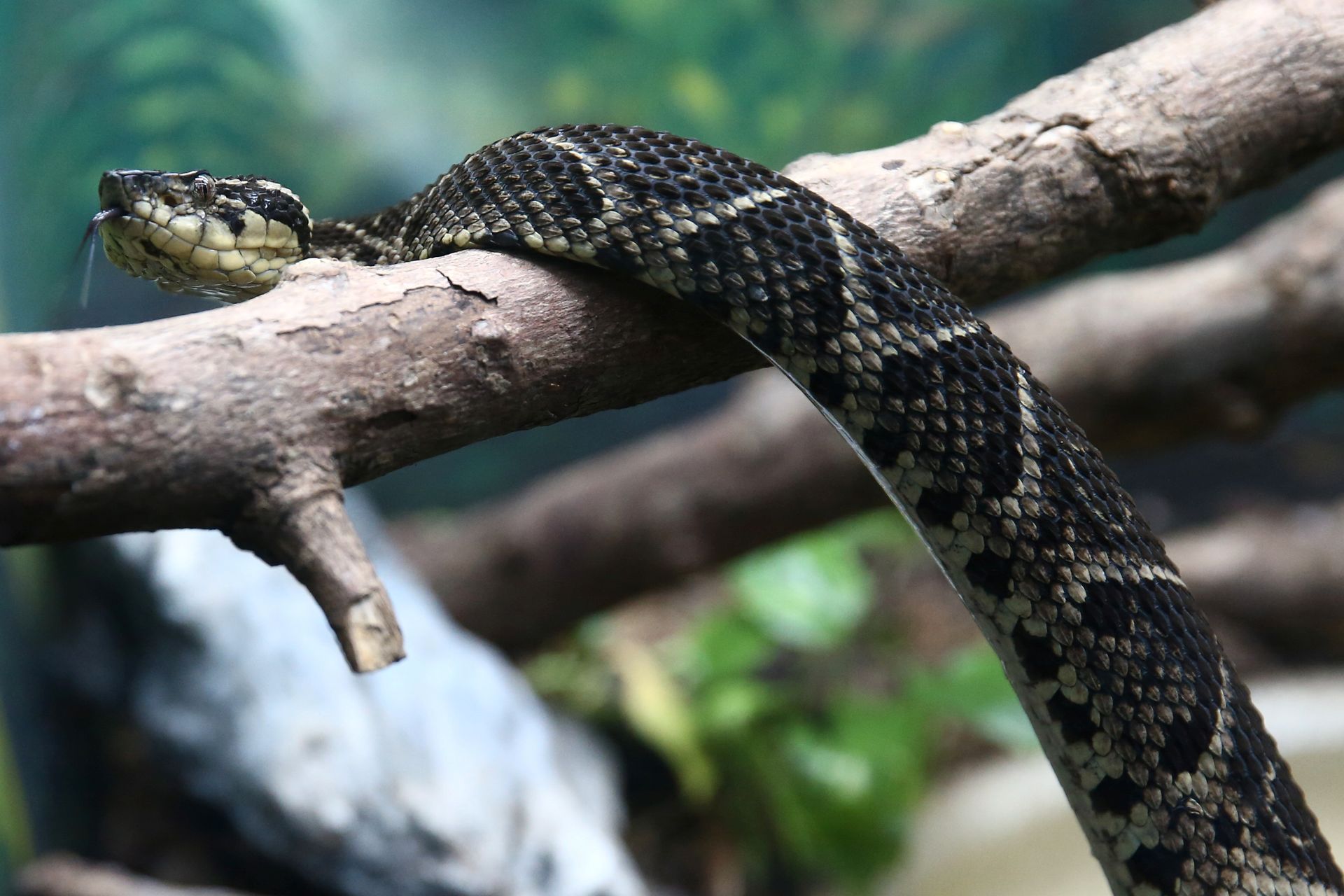 En mørkegrå slange med sikksakk-mønster og kløyver tunge åler over en grein. 