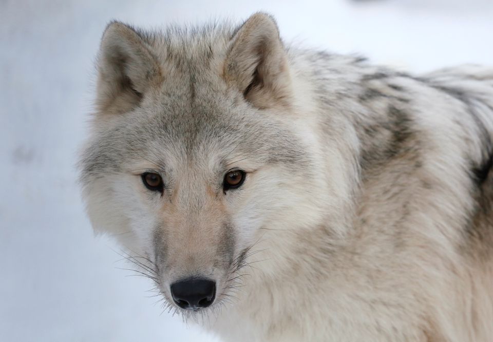 En ulv med lys grå pels, spisse ører og sorte øyne står i snøen og ser rett i kamera. 