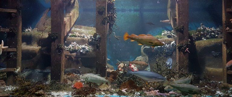 Skal du til Bergen? Besøk Akvariet