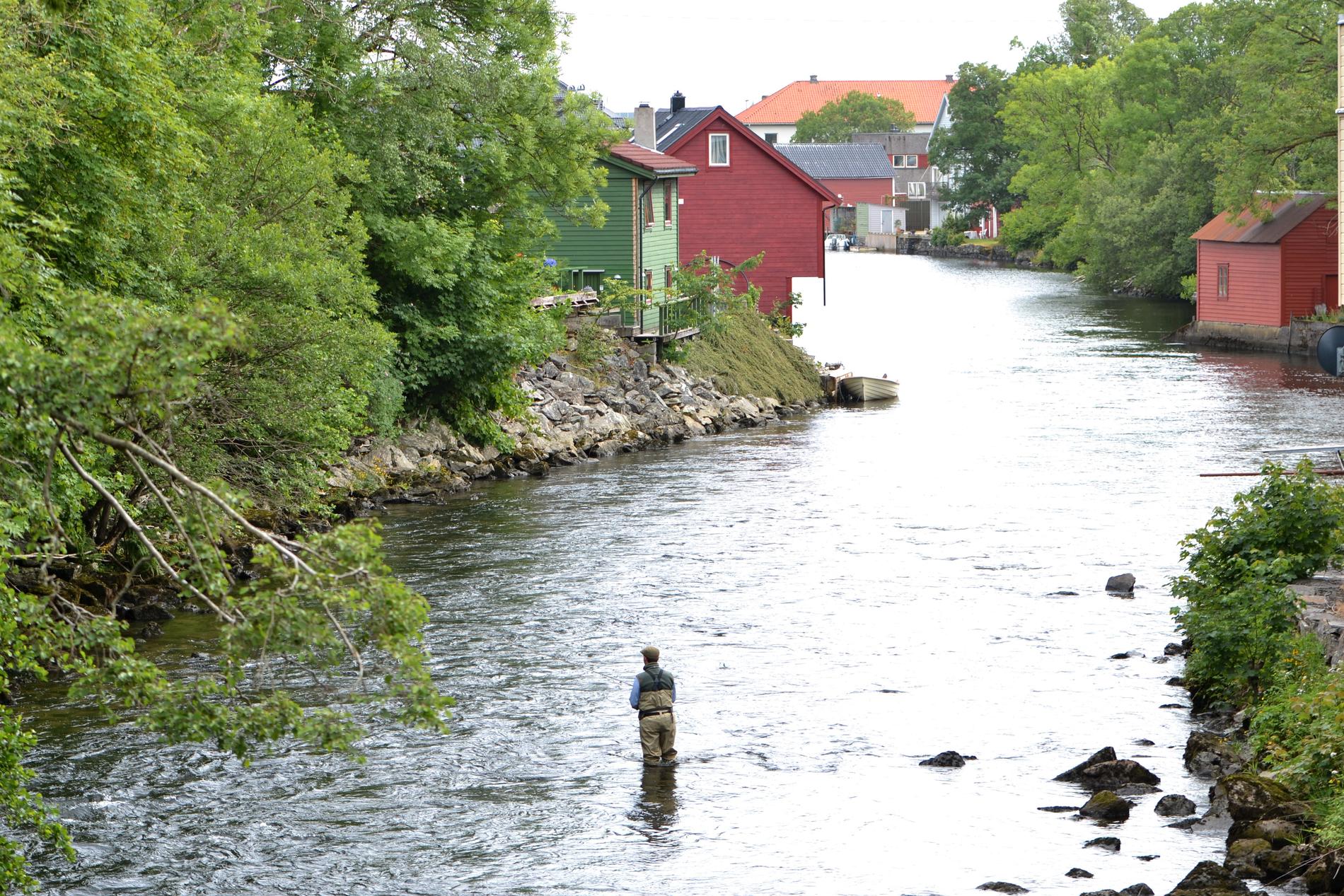 RAUDT LYS FOR LUS: Laksefiskarar i Oselva finn lus på mykje av fisken dei tek opp. No krev Norges Jeger- og Fiskerforbund reduksjon i lakseoppdretten i Hordaland.