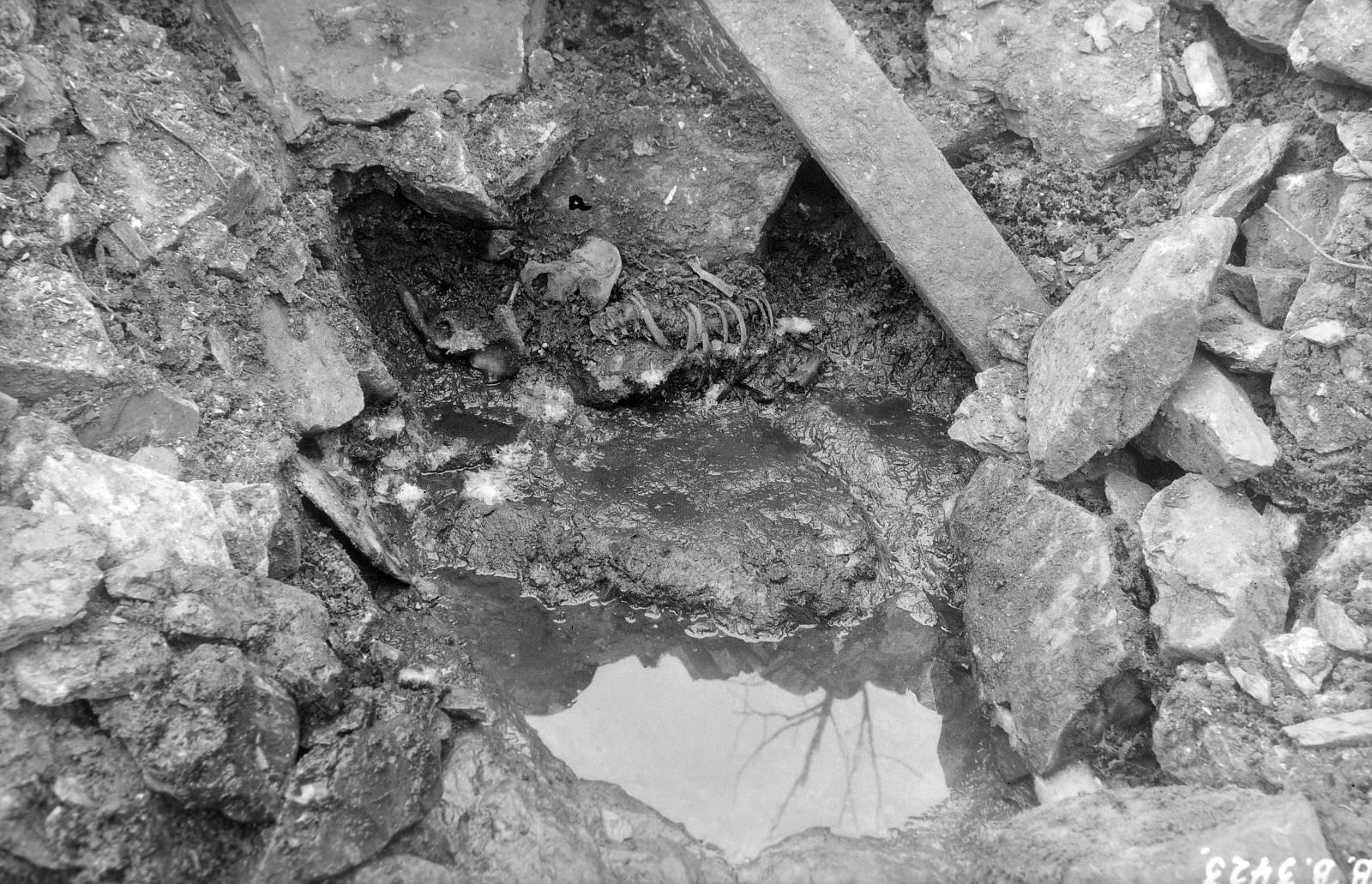 I slutten av 1930-årene gravde arkeolog Gerhard Fischer frem dette skjelettet, men utbruddet av annen verdenskrig hindret ham i å undersøke det nærmere.