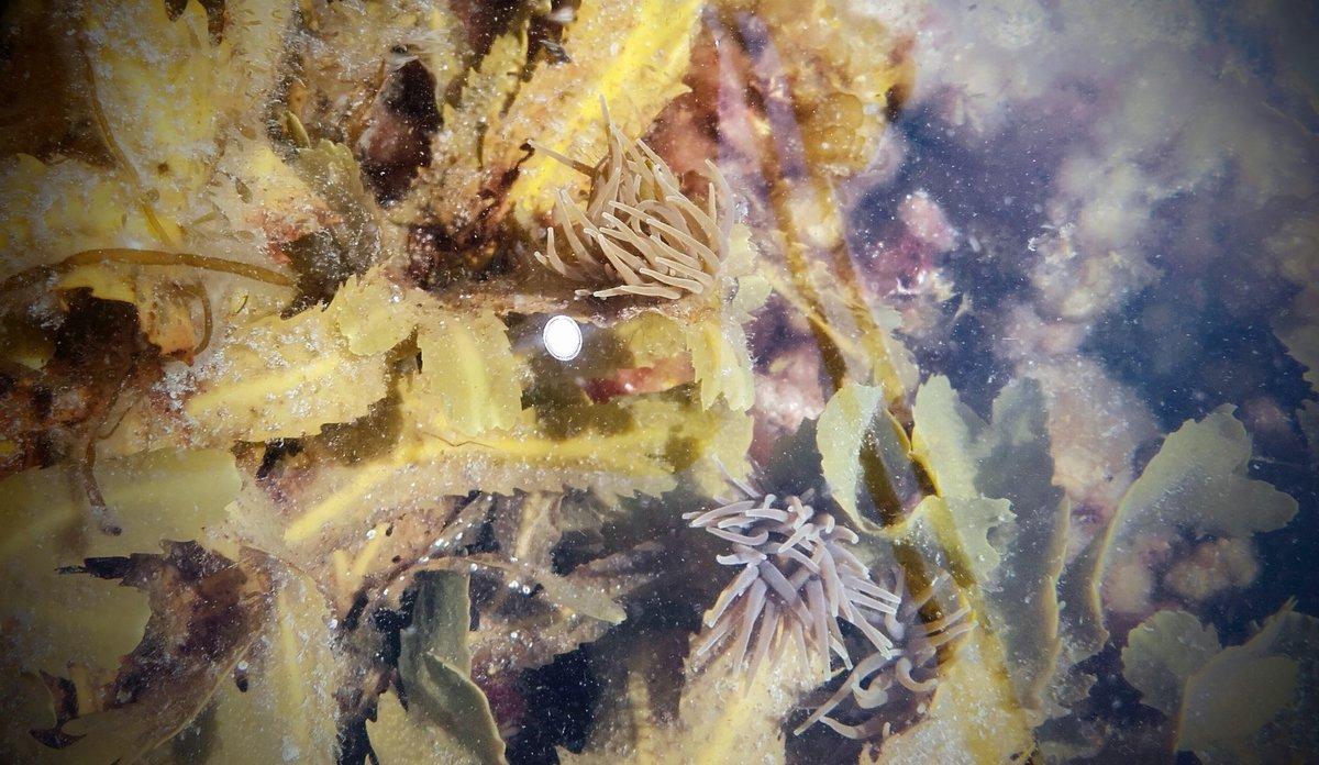 I BADEVIKER: En ny art av sjøanemoner er observert i badeviker i Hordaland. Man ser to anemoner med sine tentakler i midten av bildet.