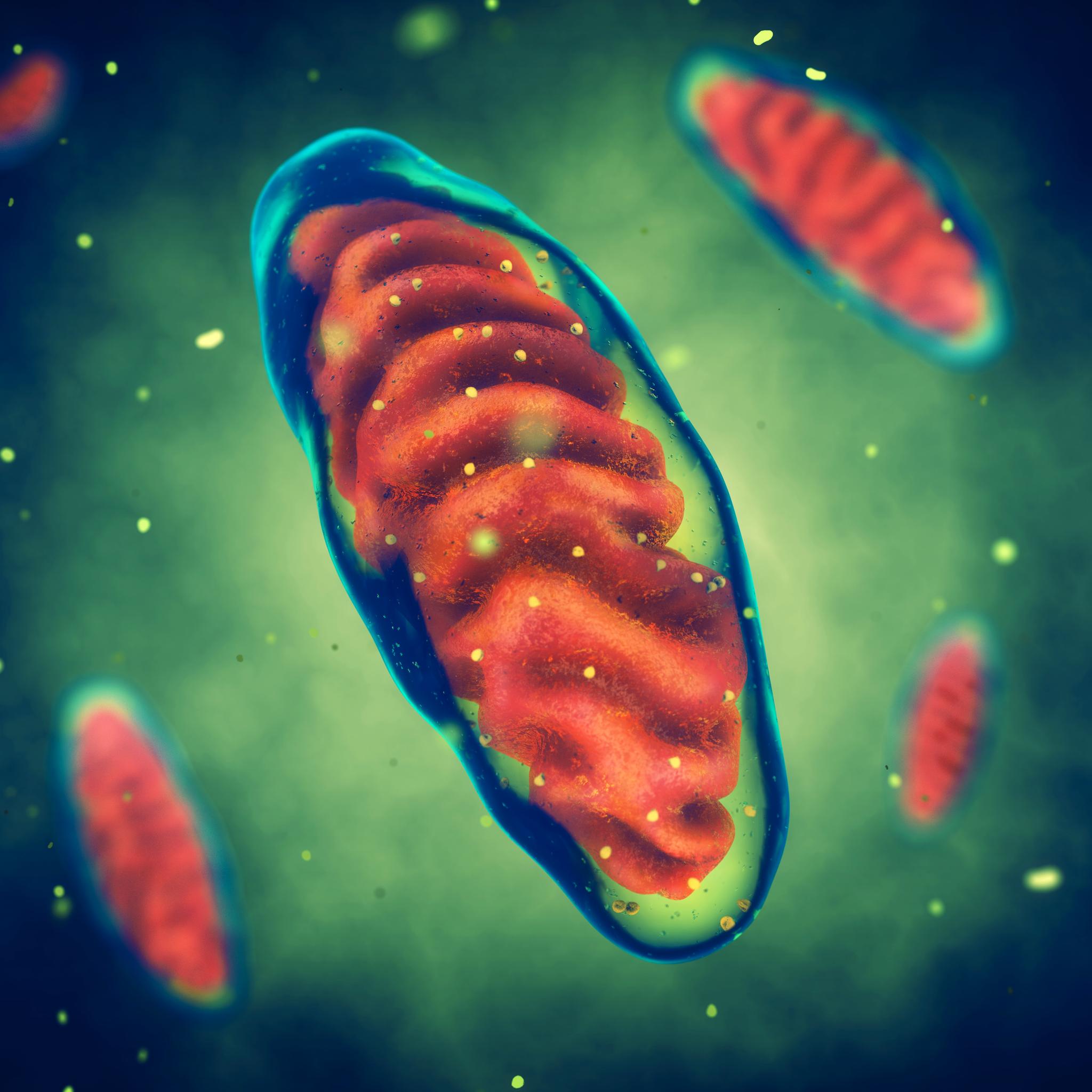 Siden mitokondrier finnes i stort sett alle celler i alle vev, kan mitokondriesykdommer ramme hvor som helst.