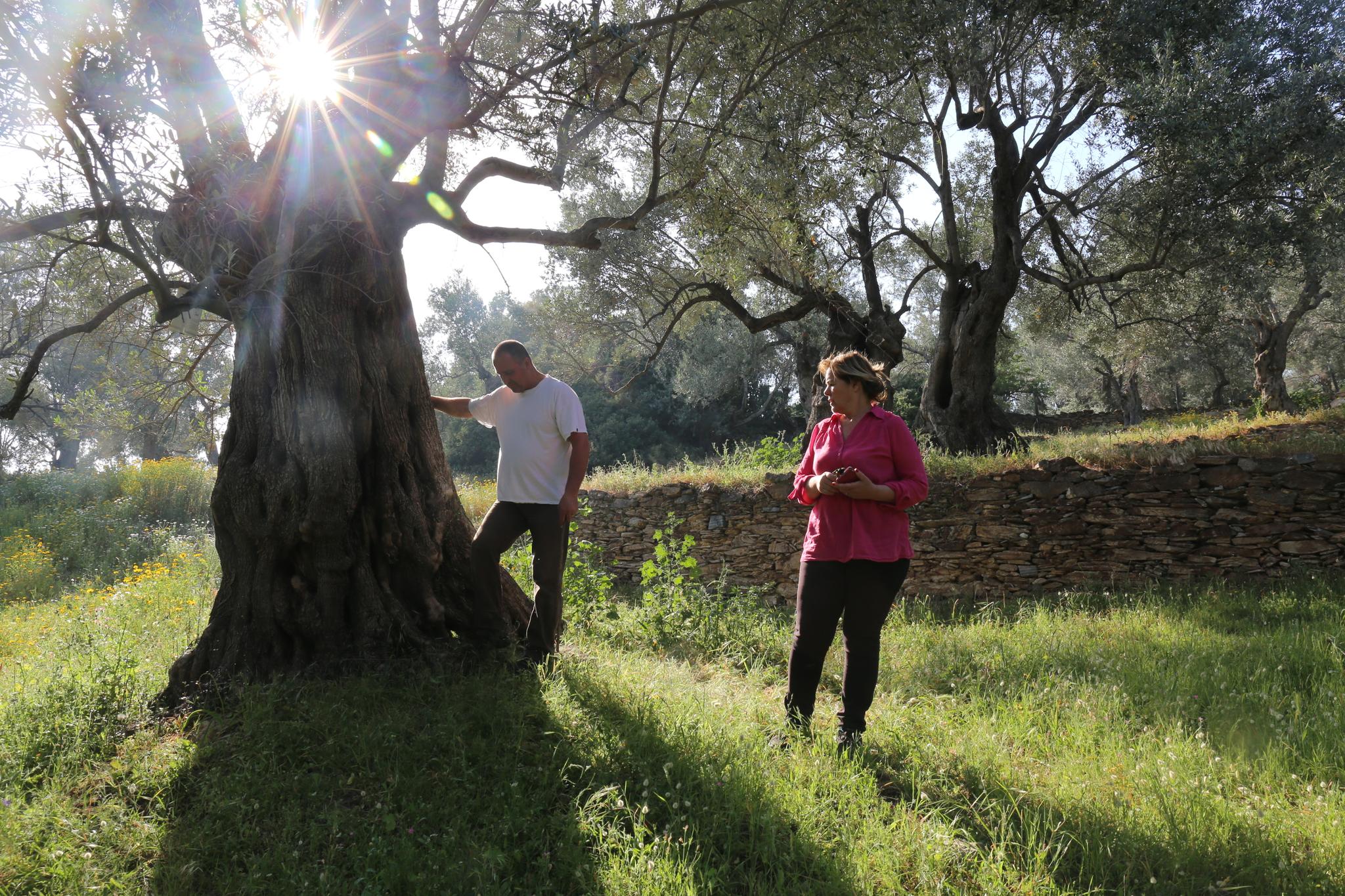 Trærne tas godt vare på. Dette oliventreet er rundt 600 år gammelt. 