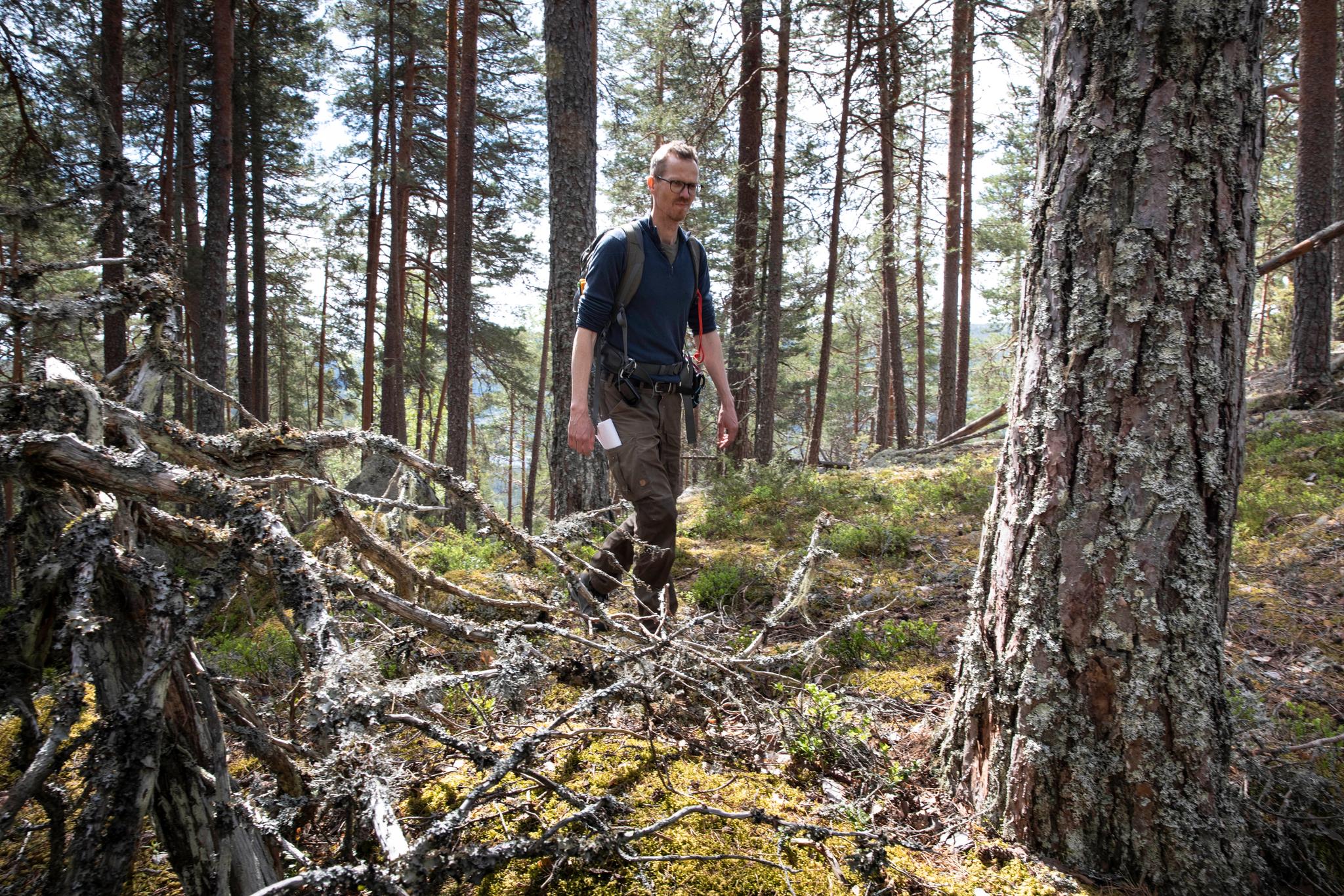Biolog Sigve Reiso mener Norge bør ta seg råd til å undersøke skikkelig hva som finnes i de gamle skogene ved Follsjå. – Denne naturen er unik i Skandinavia, sier han. 